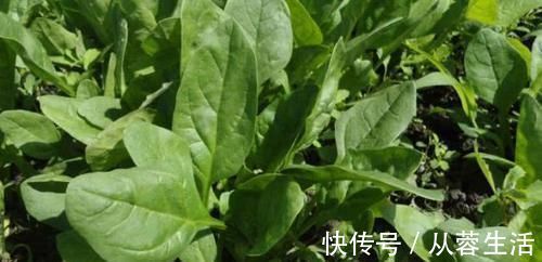 克星|痔疮的“克星”来了,早晚喝一杯,清热解毒,轻松赶跑痔疮