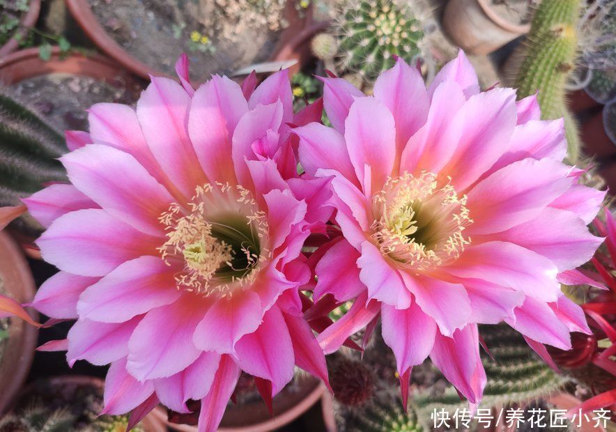 枝条|5种可以四季开花的植物,开花很美,花量很大,单朵花却只开一天