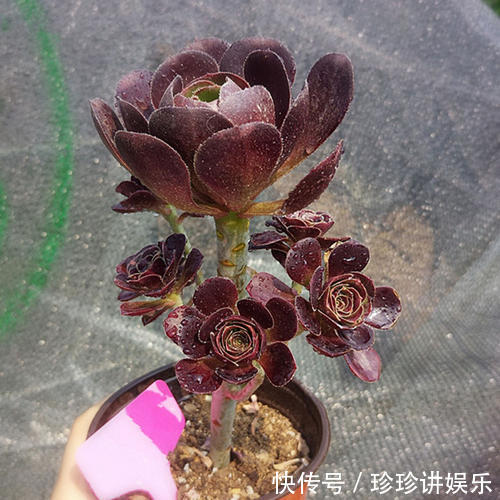 这两种多肉植物开花并不是好事，开完就死，家里有的话要小心