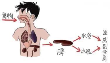 脾虚|孩子瘦弱不长肉,妈妈:等长大点就好了。儿科医生:极其不负责任