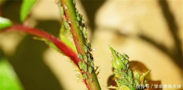 月季蚜虫难消除,喷一种“液体”,蚜虫隔天就“嗝屁”,简单实用!