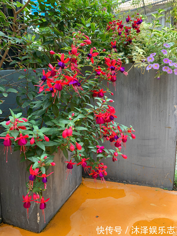 漂亮|开花最勤的室内盆栽绿植，全年有花开，花型奇特美丽，漂亮又好种