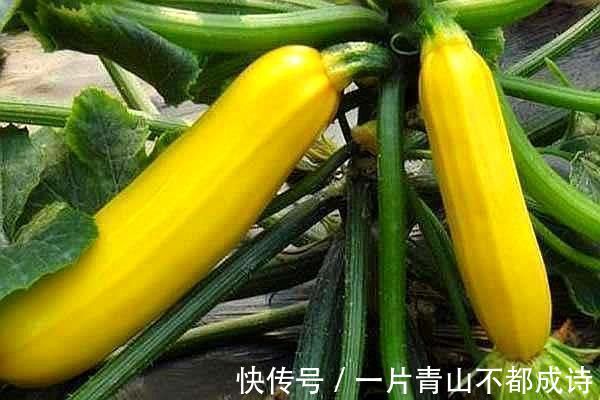 奶奶在花盆里种“鸡蛋、香蕉”，种一次能吃5个月，邻居都来学习