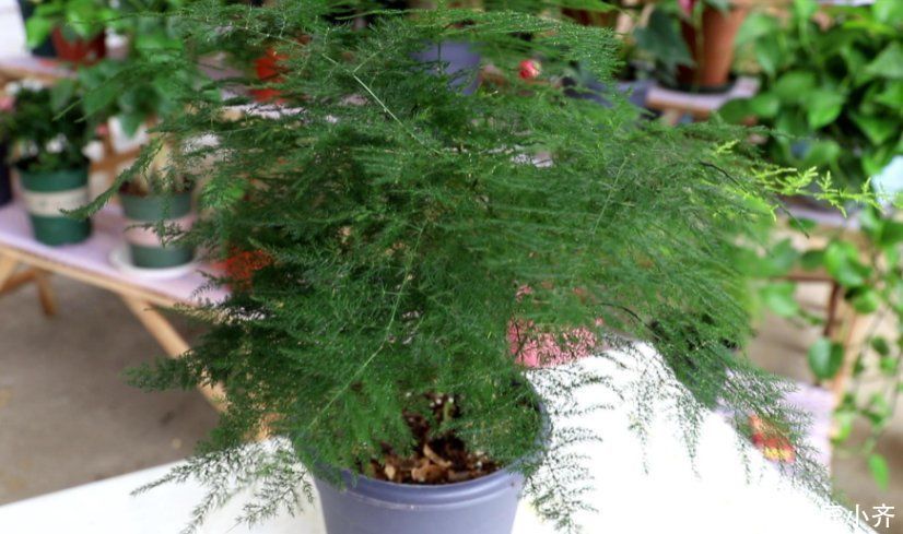 肥料|让黄叶的文竹恢复生机，秋季只需做四步，让它根系满盆冒新芽