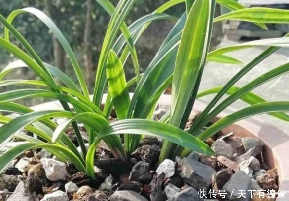 比买的还管用的有机肥,柳树皮,知道有什么好处,该怎么用吗?