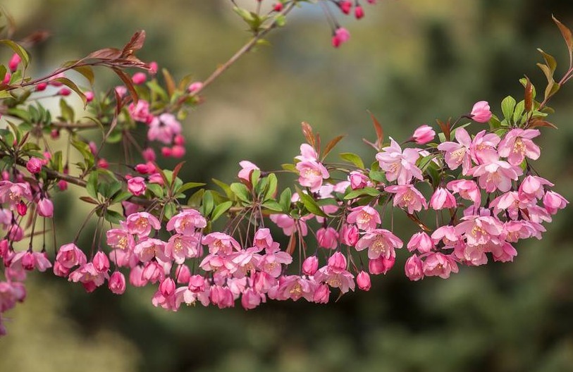 家养3种“海棠花”,个个都“惊艳”,年年开花上百朵,美爆了