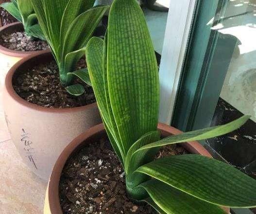 养花土壤板结,三种“玩意儿”丢盆里,土又好又肥,再也不板结了