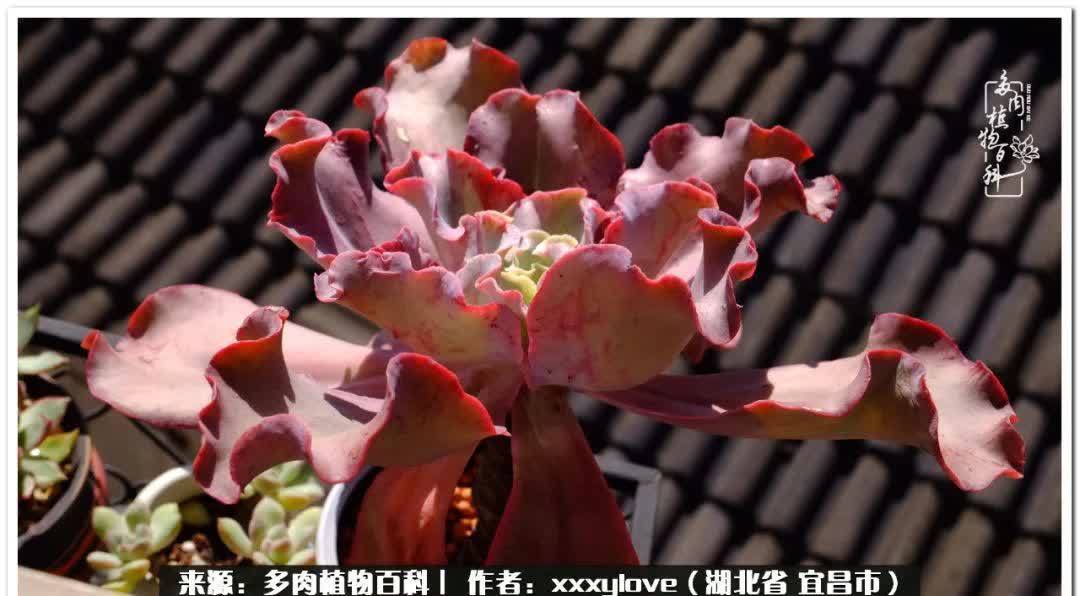 时光匆匆,一闪而逝,这世间万物的美,都值得被记录!