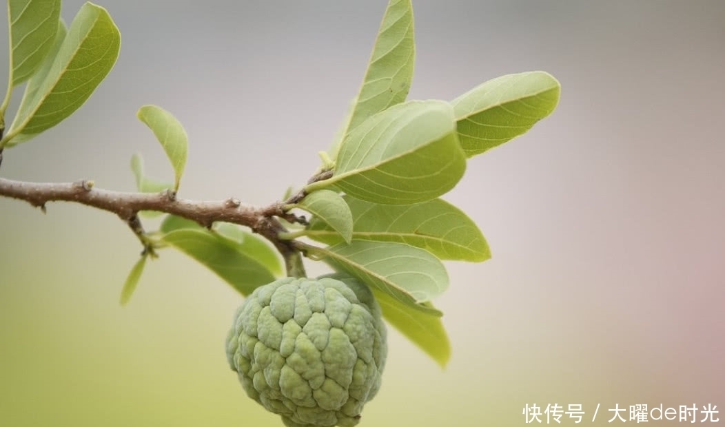 款水果|介绍2款造型“奇特”的水果,其中有一款现在已经很少见了!