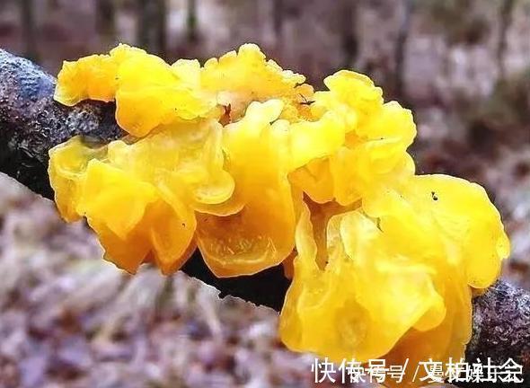 南瓜子仁|建议中老年人多吃下面这些食物,价格便宜又营养,常吃气色好