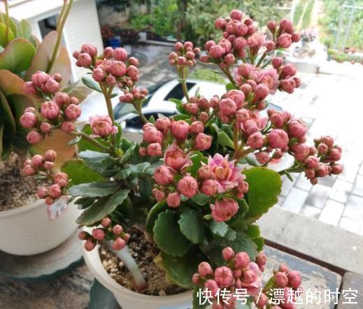 冬天养上“2种花”，天气冷，开花反而越多，花期100多天！