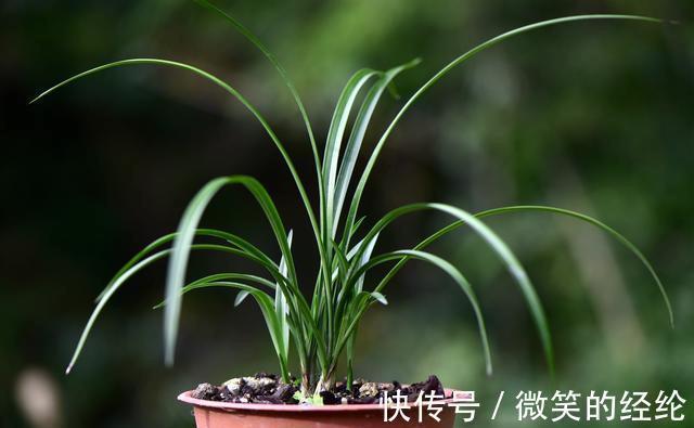 兰苗|怎么判断兰花缺少氮磷钾?学会这三招,养不好兰花都难