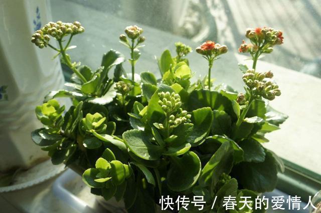 长寿花人人爱养,养护过程中,最容易生虫,该怎么“摆脱”