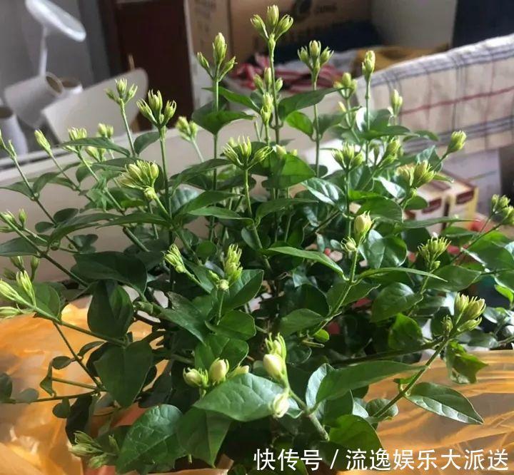 香草类|立夏后养花,别偷懒做好这3件事,长的快不生虫!