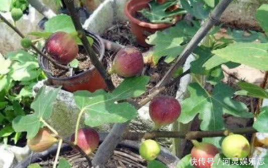 植株|香甜的“无花果”别买了在家种一棵，果子挂满枝，全家人都够吃