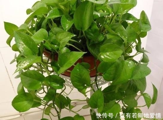 绿萝为什么长不开?不是你家盆的锅!养法有问题