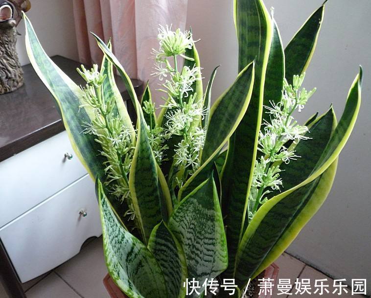 客厅|养花六年,4种花一直不舍得扔,我有喜欢它们的理由