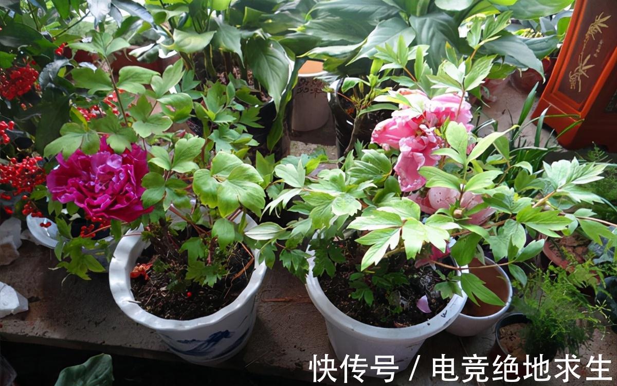 天冷后,9种花要“少水、断粮”,不然难过冬