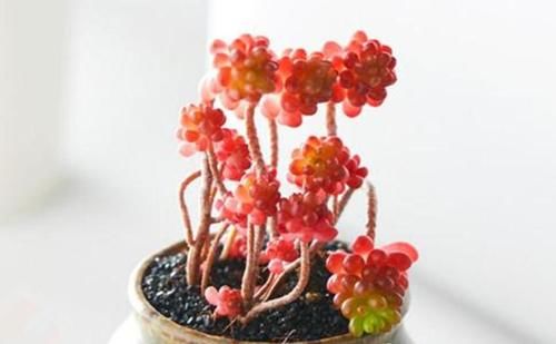  摆放|八款最适合居家养殖的花卉，个个都是高颜值，高端大气显档次