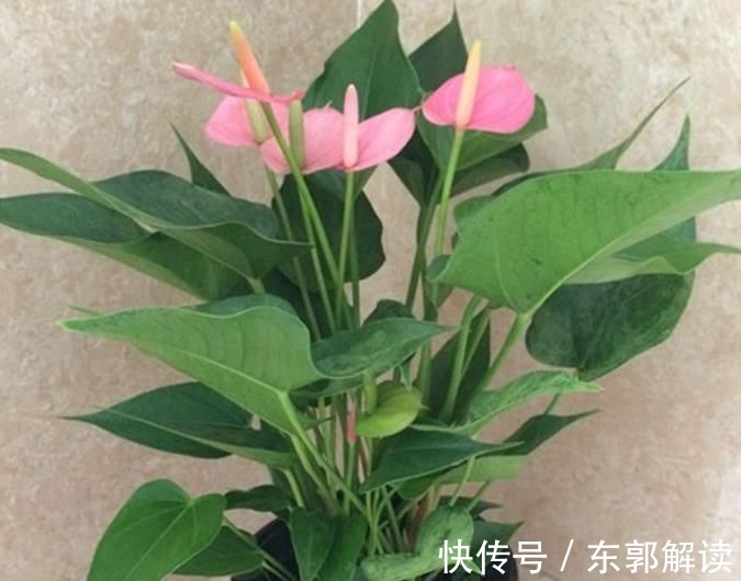 快扔掉家中发财树,真正好看还能净化空气的是这几种,高级又漂亮