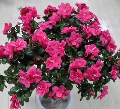 烂根|养花不会养，盆里埋点它，从不烂根，叽里咕噜花开满盆，花团紧簇