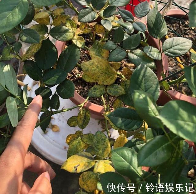 8种“坑人花”,过年谨慎入,没有“高技术”,养一盆枯一盆