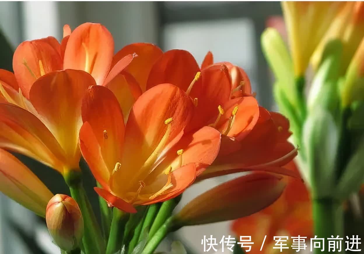 成龄|君子兰冬天要“富养”,2个基础,四个关键,做好就能开大花