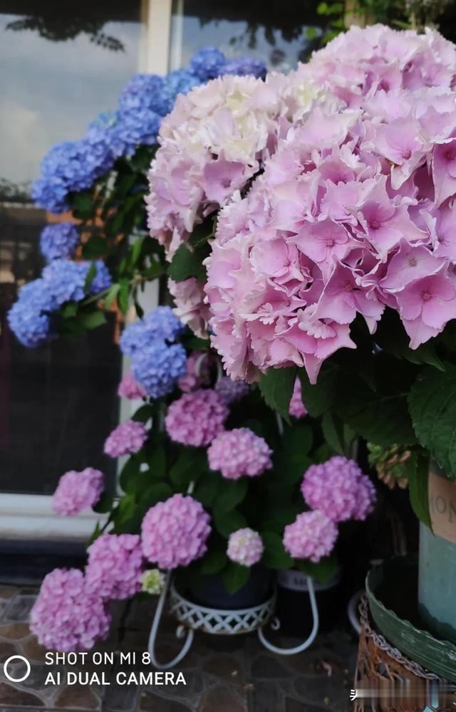 圆滚滚的绣球,瀑布般的花墙,这届花友也太会种花了吧