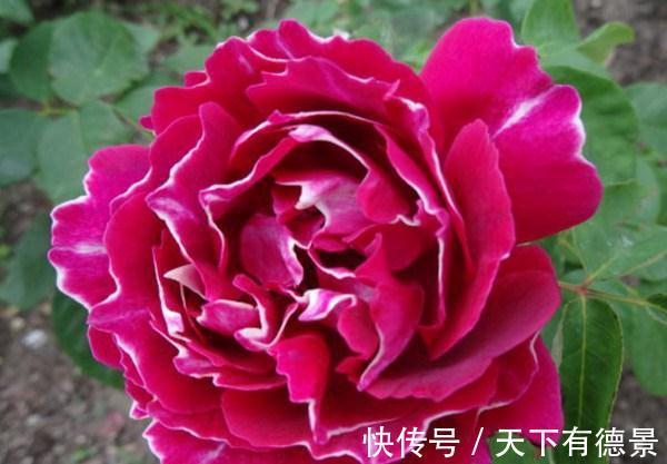 观赏价值|养花试试这几款,品种繁多,枝繁叶茂,超美