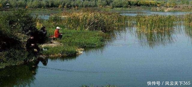 老话讲“钓鱼要钓草，不然要白跑”！但这4种水草钓也白跑