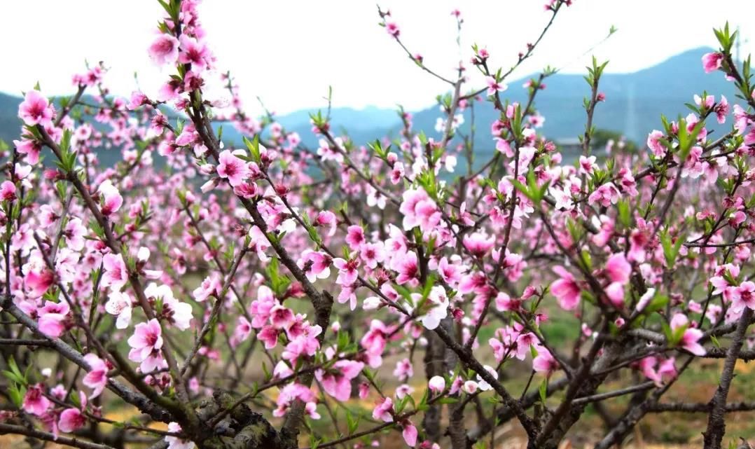 【微视频】永康桃花灼灼开 春风十里等你来