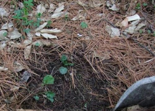 万能土|一种“万能土”,养花的人抢着挖,养兰花、君子兰杠杠滴