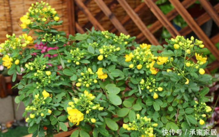 草木灰|冬天养花保暖有“妙招”,2种“小东西”浇花盆,给它增加抗寒性