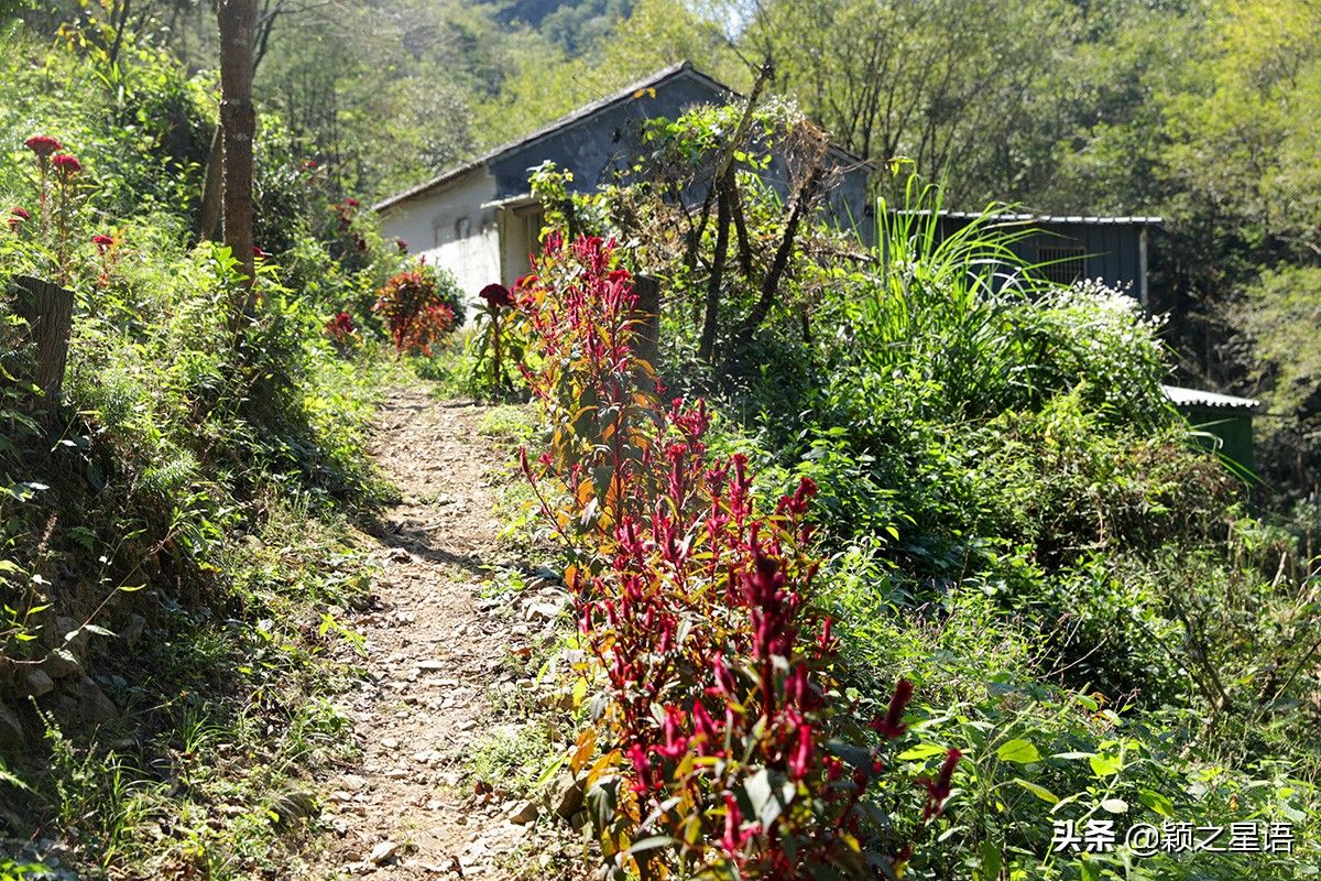 王师傅|隐居深山的神仙生活，每年自酿三季野果酒，秋天采摘野生猕猴桃