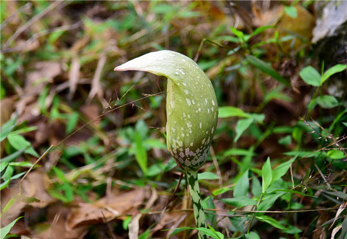 这种生长在西伯利亚的植物竟然在清远神峰关出现了