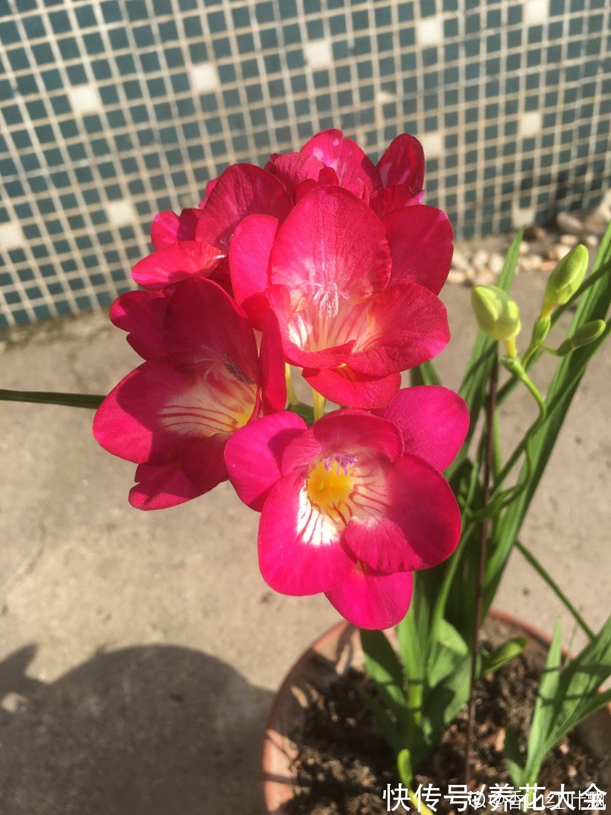 种球|秋冬季缺不了的9种花，南北方都能养，现在准备不算迟