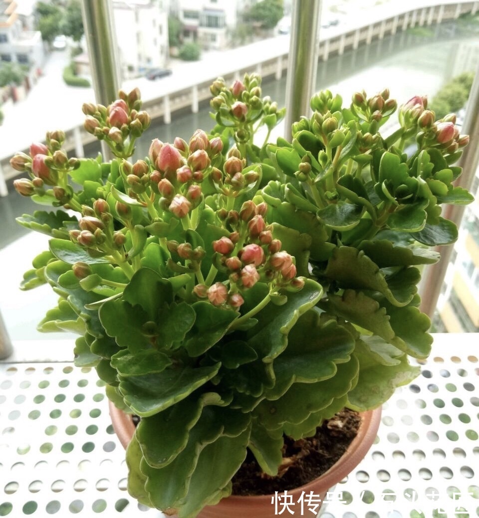 长寿|1盆长寿花长出“25根”花箭,掌握“4个技巧”,你也可以做到