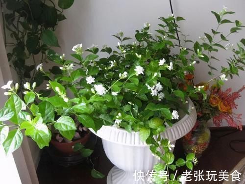 低于10度,5种花要赶紧“断水”,爱花人早了解