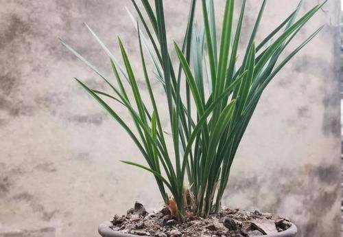 兰花叶子发黑如何补救?简单、有效、又安全的4招