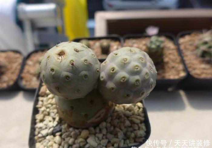 植物|初学者养多肉最容易犯的8个错误,最后一点八成人都会犯