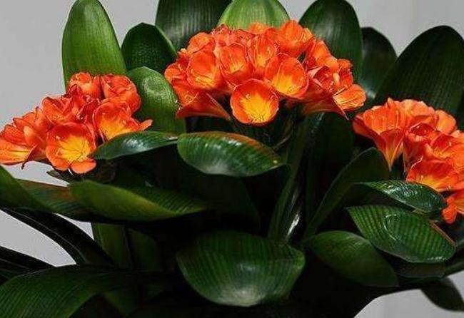 超哥|君子兰“不好养”吃点“蛋白质”,花苞一团接一团,花开不停歇