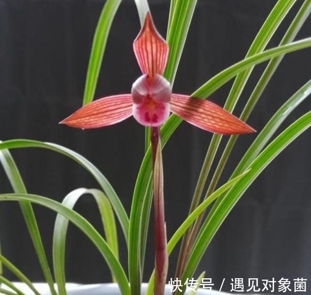 醉红素兰花|“云南色花之王”醉红素,花色顶级,香味持久,开花后自带仙气