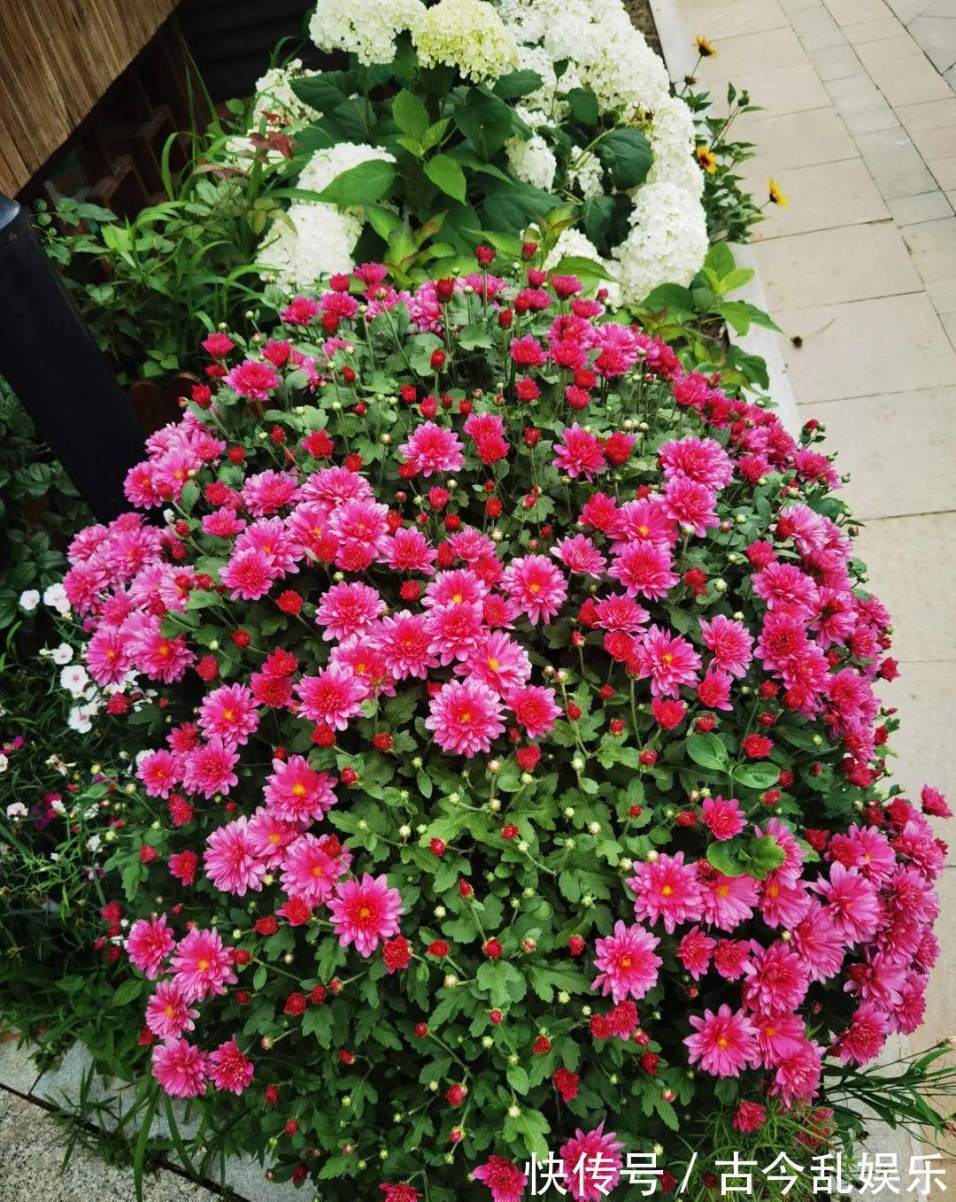 耐寒|适合秋天养的12种花，耐阴又耐寒，秋冬长得更精神