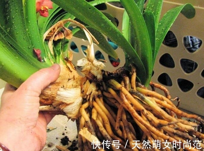 浇水|君子兰一年四季如何浇水?教你4个“黄金浇水法”,一般人不外传