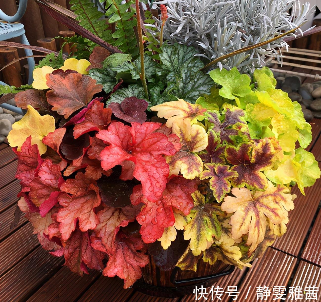 盘点5种小众网红花，好看又有特点，值得入手