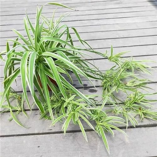 想让家里“病菌”少，就养五种植物，漂亮又好养！