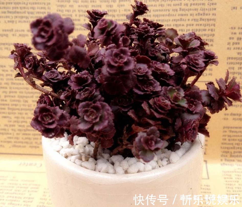 小球|养多肉小球玫瑰,做好关键环节,小玫瑰不断萌发,红红哒很好看!