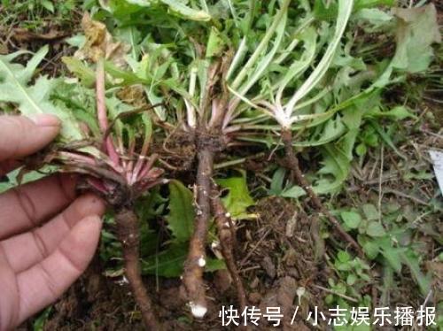 蒲公英|蒲公英和此物是天生一对,每天一杯,淡化色斑,肝也越来越健康