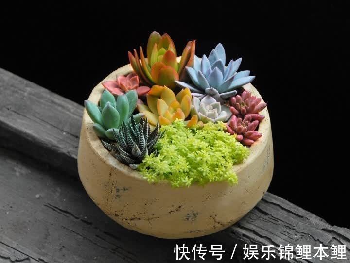 育苗|秋季天转凉,拿多肉的枝条、叶子来扦插育苗,好操作又成活率高
