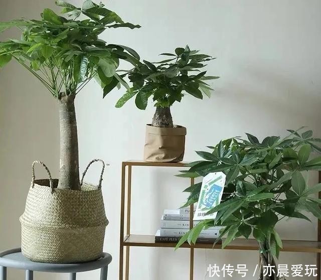 这5种植物，冬天一定要“断水”，一浇一个死，管住手
